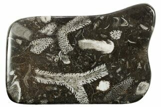 Polished Devonian Fossil Coral and Bryozoan Plate - Morocco #365132