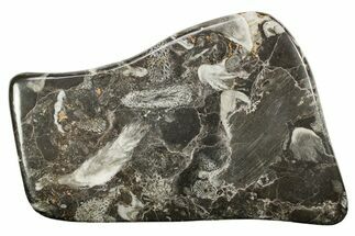 Polished Devonian Fossil Coral and Bryozoan Plate - Morocco #365143
