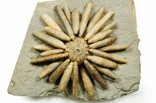 Echinoderm Fossils For Sale