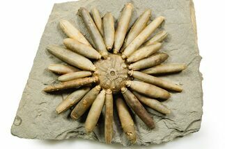 Jurassic Club Urchin (Asterocidaris) - Boulemane, Morocco #365363