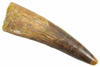 Fossil Spinosaurus Tooth - Real Dinosaur Tooth #363504
