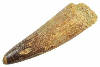 Fossil Spinosaurus Tooth - Real Dinosaur Tooth #363509