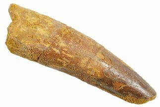 Fossil Spinosaurus Tooth - Real Dinosaur Tooth #363529