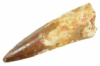 Fossil Spinosaurus Tooth - Real Dinosaur Tooth #363549