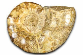 Jurassic Ammonite (Euaspidoceras) Fossil - Madagascar #365337