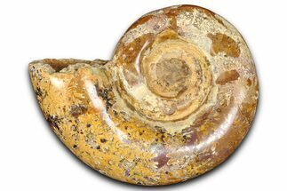 Jurassic Ammonite (Hemilytoceras) Fossil - Madagascar #365353
