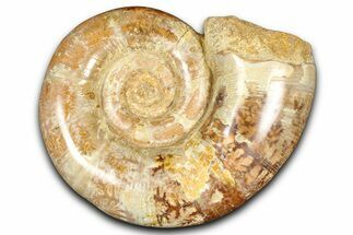 Jurassic Ammonite (Hemilytoceras) Fossil - Madagascar #365355