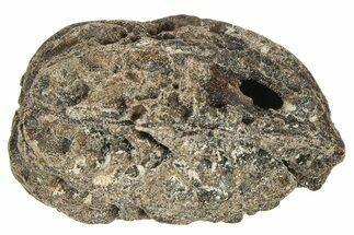 Pliocene Fossil Butternut Tree (Juglans) Nut - France #365379