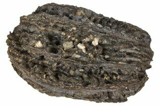 Pliocene Fossil Butternut Tree (Juglans) Nut - France #365386
