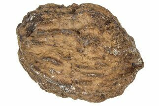 Pliocene Fossil Hickory Tree (Carya) Nut - France #365394