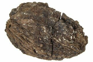 Pliocene Fossil Hickory Tree (Carya) Nut - France #365395