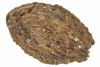 Pliocene Fossil Hickory Tree (Carya) Nut - France #365400