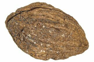 Pliocene Fossil Hickory Tree (Carya) Nut - France #365402