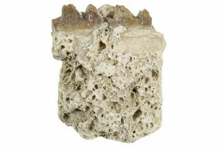 Fossil Horse (Mesohippus) Jaw Section - South Dakota #365184