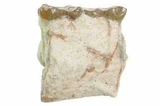 Fossil Horse (Mesohippus) Jaw Section - South Dakota #365189