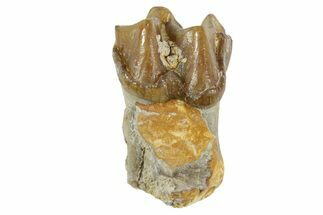 Fossil Horse (Mesohippus) Jaw Section - South Dakota #365247