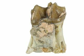 Fossil Horse (Mesohippus) Jaw Section - South Dakota #365252
