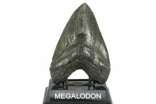 Fossil Shark Teeth For Sale