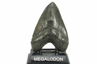 Fossil Megalodon Tooth - South Carolina #365697