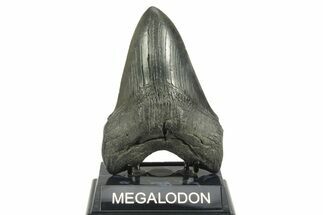 Fossil Megalodon Tooth - South Carolina #365700