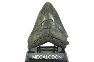 Fossil Megalodon Tooth - South Carolina #365703