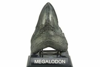 Fossil Megalodon Tooth - South Carolina #365727
