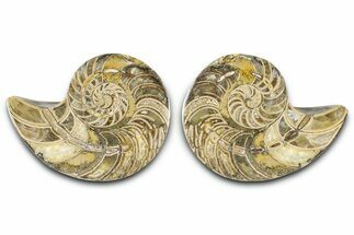 Jurassic Cut & Polished Nautilus (Cymatoceras) Fossil -Madagascar #365500