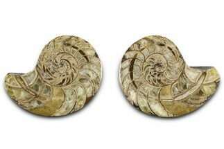 Jurassic Cut & Polished Nautilus (Cymatoceras) Fossil -Madagascar #365501