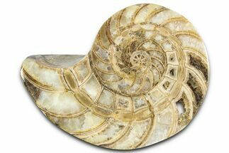 Cut & Polished Jurassic Nautilus Fossil (Half) - Madagascar #365525