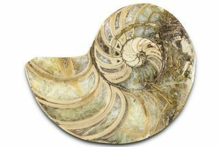 Cut & Polished Jurassic Nautilus Fossil (Half) - Madagascar #365528