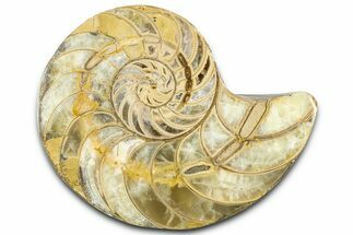 Cut & Polished Jurassic Nautilus Fossil (Half) - Madagascar #365534