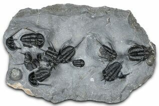 Premium Specimens For Sale