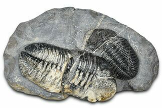 Two Huge Phacopid (Drotops) Trilobite - Issoumour, Morocco #365712