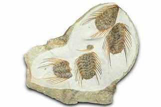 Plate Of Four Spiny Selenopeltis Trilobites #365713