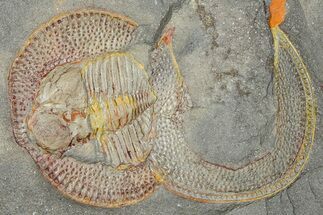 Trinucleid Trilobite (Declivolithus) - Mecissi, Morocco #365746