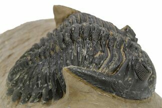 Bargain, Hollardops Trilobite - Foum Zguid, Morocco #363175