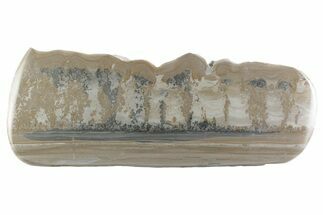 Triassic Aged Stromatolite Fossil - England #365671