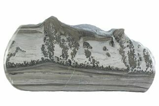 Triassic Aged Stromatolite Fossil - England #365673