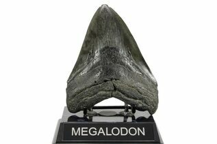 Fossil Shark Teeth For Sale