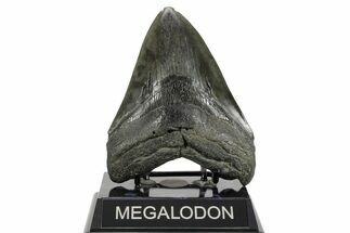 Fossil Megalodon Tooth - South Carolina #365735