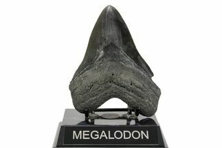 Serrated, Fossil Megalodon Tooth - South Carolina #365740