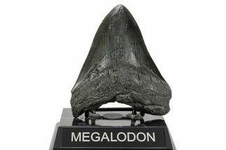 Fossil Megalodon Tooth - South Carolina #365755