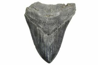 Bargain, Fossil Megalodon Tooth - South Carolina #365760