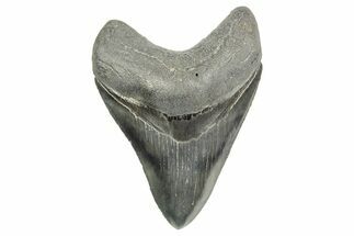 Serrated, Fossil Megalodon Tooth - South Carolina #365765
