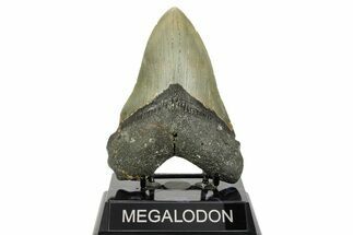 Serrated, Fossil Megalodon Tooth - North Carolina #365972