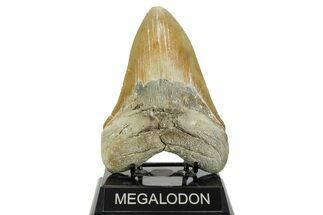 Huge, Serrated, Fossil Megalodon Tooth - North Carolina #365974