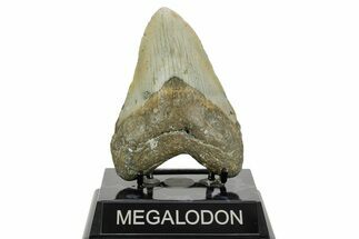 Fossil Megalodon Tooth - North Carolina #365981