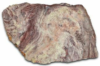 Polished Neoproterozoic Stromatolite (Conophyton) Slab #365845