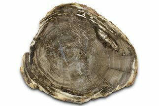 Petrified Wood (Schinoxylon) Round - Blue Forest, Wyoming #365860