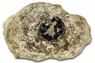 Polished Fossil Stromatolite Colony on Petrified Wood - Utah #365909